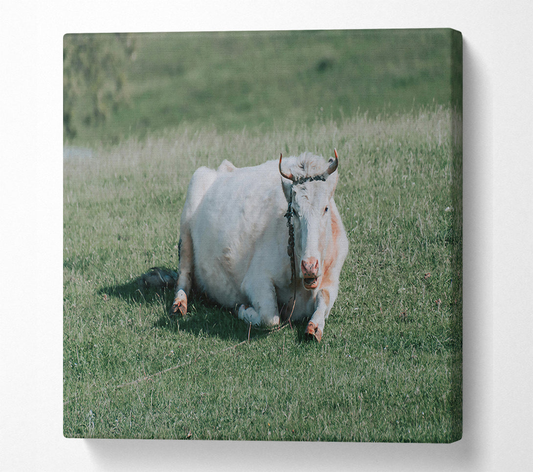  A Canvas Print of White Cow In Meadow Canvas Art