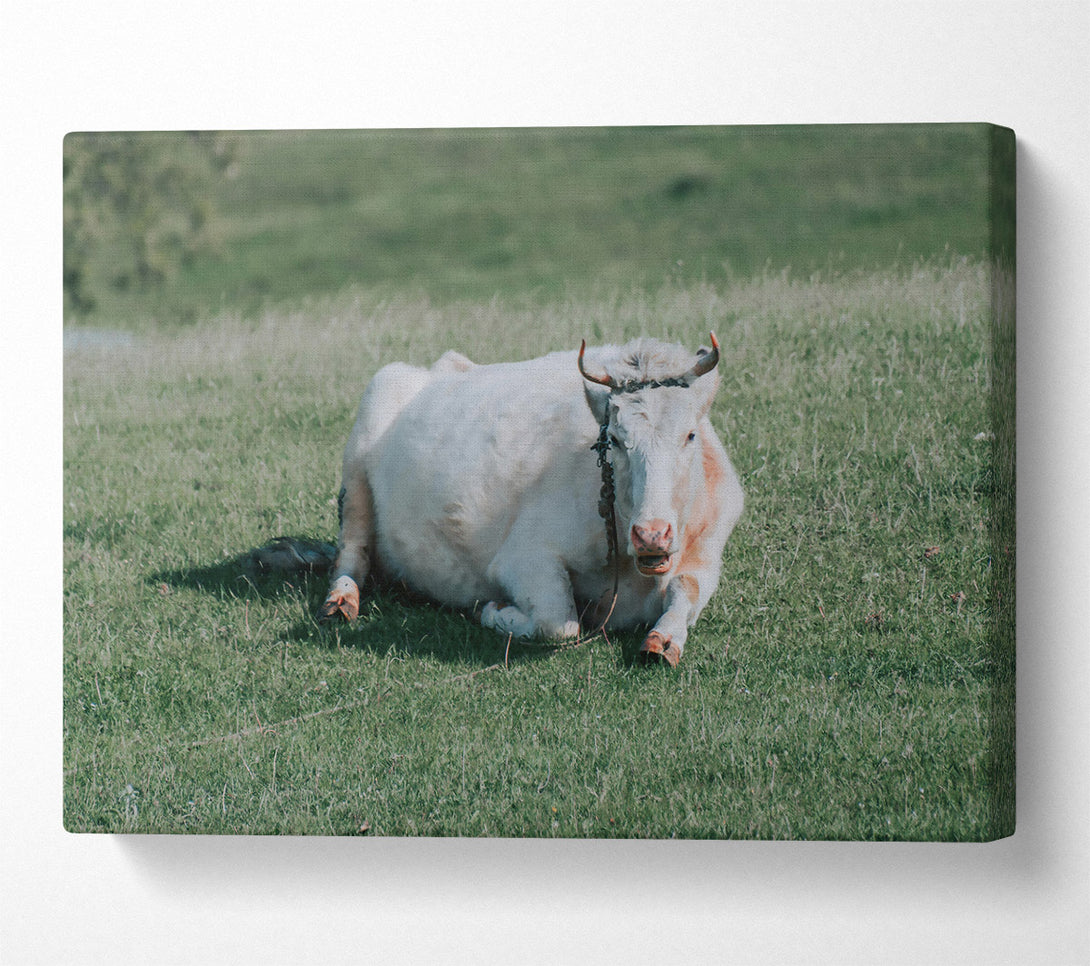  A Canvas Print of White Cow In Meadow Canvas Art