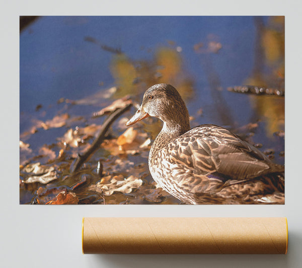 Brown Duck In Autumn Giclee Print