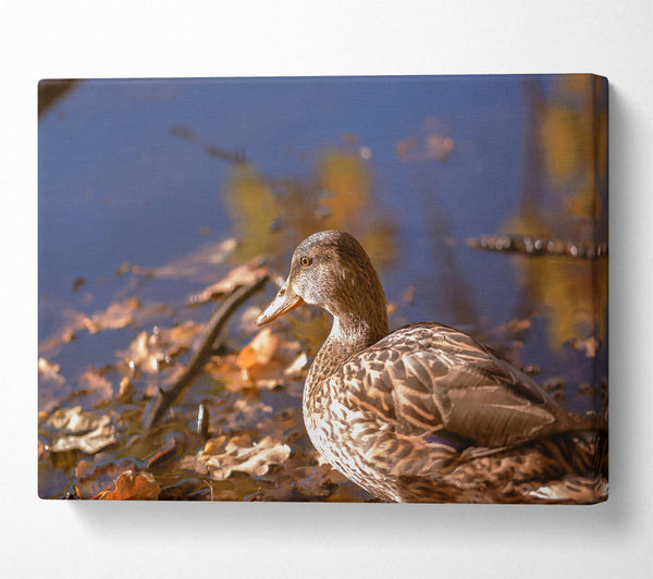  A Canvas Print of Brown Duck In Autumn Canvas Wall Art