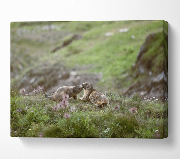  A Canvas Print of Green Meadow Marmots Canvas Art
