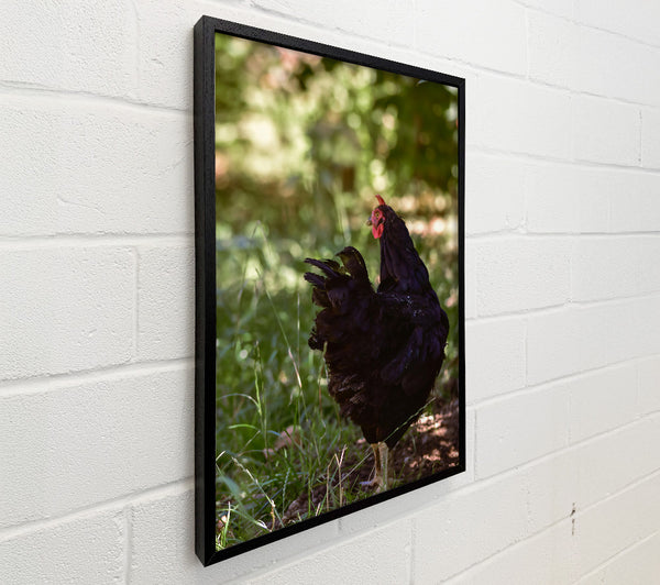 Black Hen In The Green