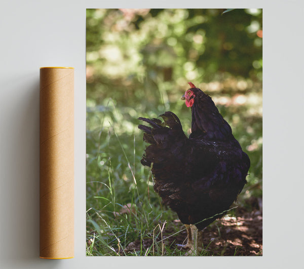 Black Hen In The Green Poster