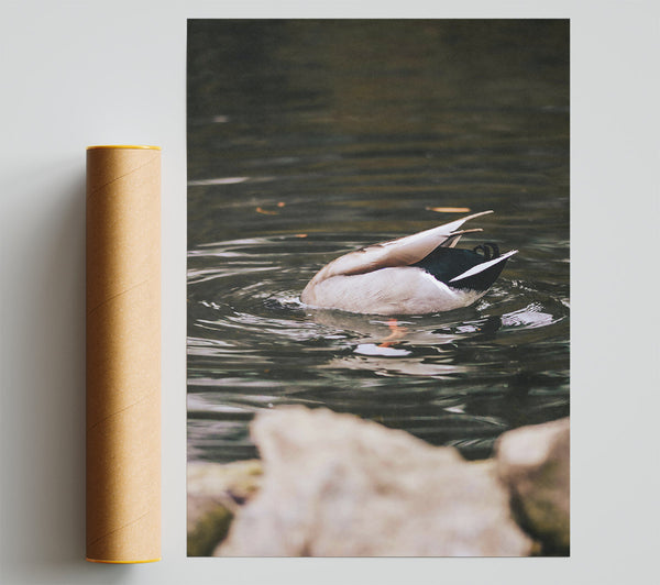 Brown Duck Dive Poster