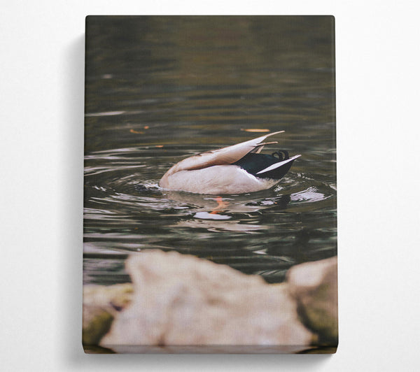 A Canvas Print of Brown Duck Dive Canvas Print