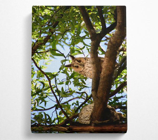  A Canvas Print of Golden Owl'S Gaze Canvas Art