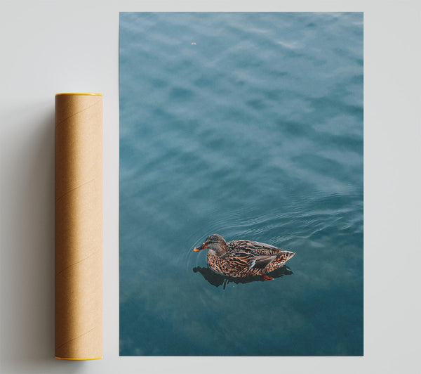 Teal Duck Solitude Giclee Print