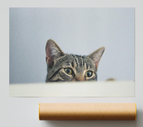Gray Cat'S Surprise Print