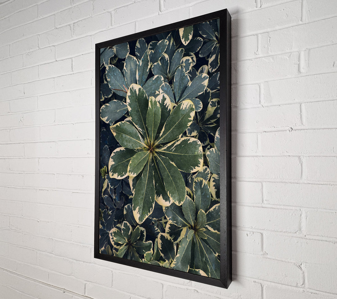  A Canvas Print of Emerald Variegated Leaves Canvas Print