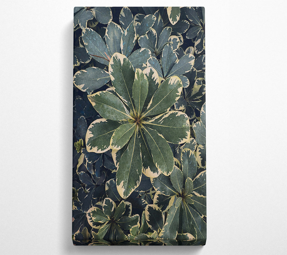  A Canvas Print of Emerald Variegated Leaves Canvas Print