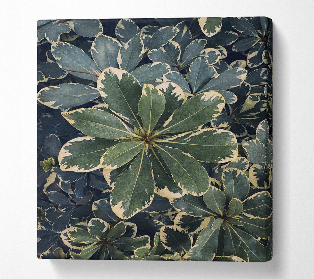  A Canvas Print of Emerald Variegated Leaves Canvas Print