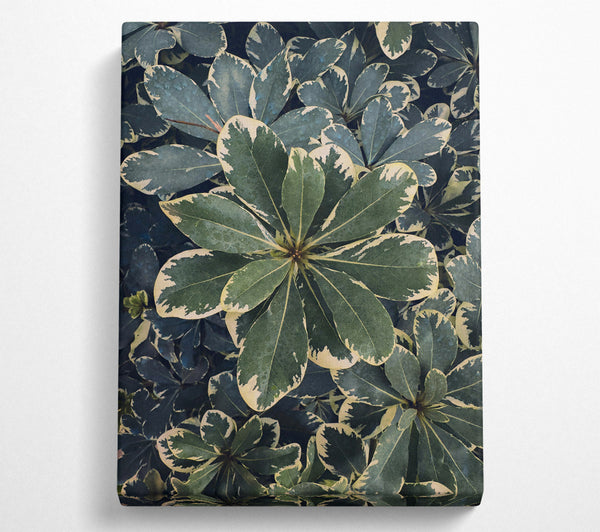  A Canvas Print of Emerald Variegated Leaves Canvas Print