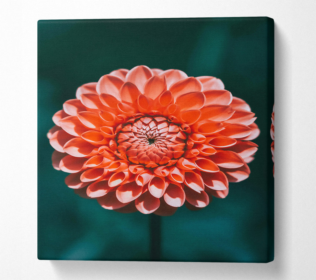  A Canvas Print of Coral Bloom Symphony Canvas Wall Art