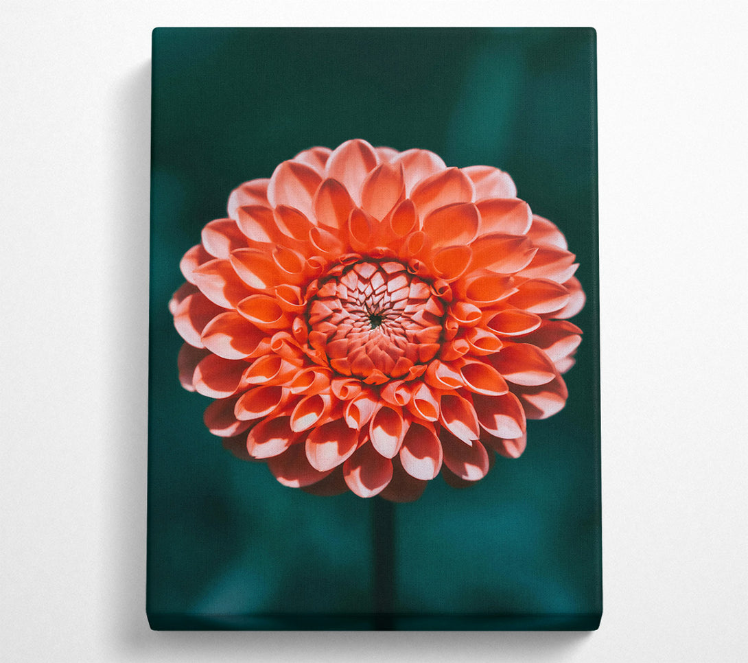  A Canvas Print of Coral Bloom Symphony Canvas Wall Art