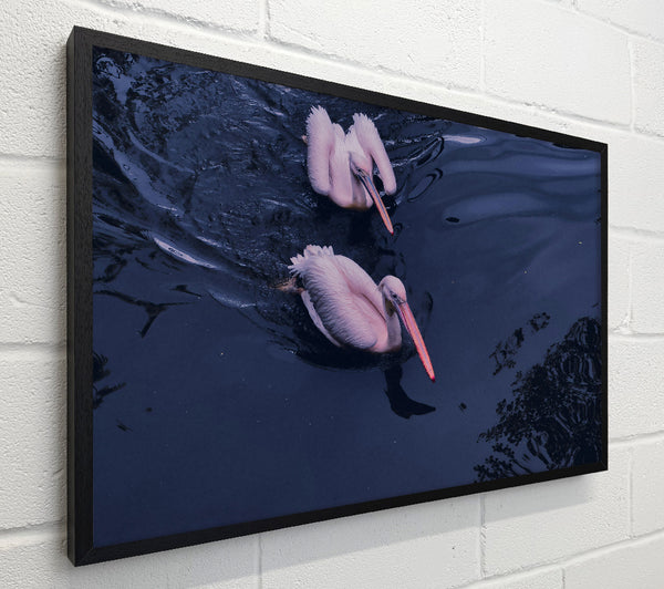 Indigo Pelicans