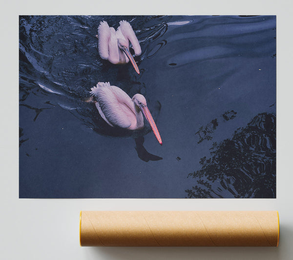 Indigo Pelicans Poster