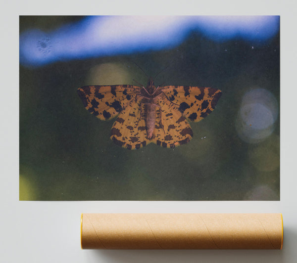 Yellow Spotted Moth Print
