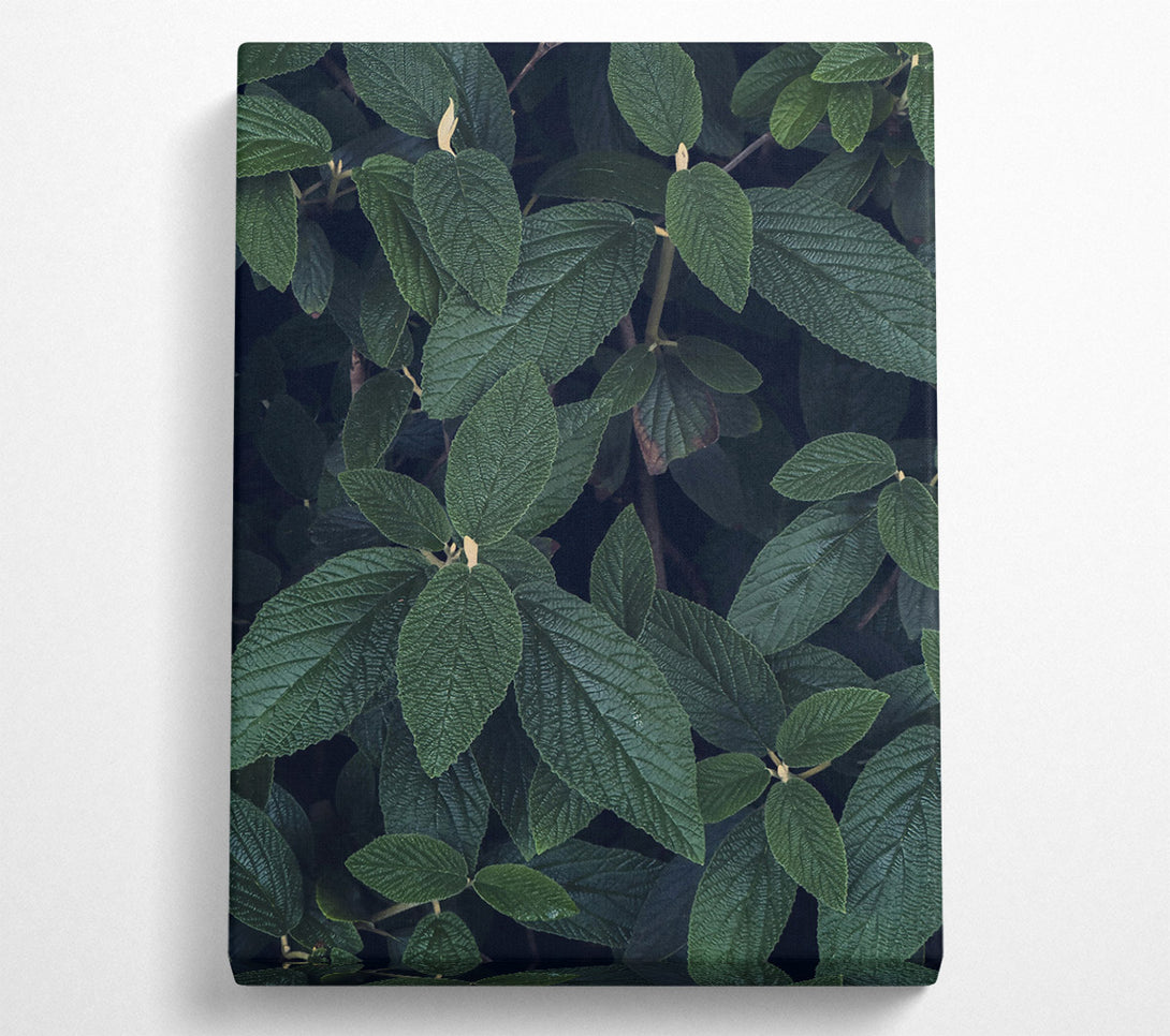  A Canvas Print of Emerald Green Leaves Canvas Print