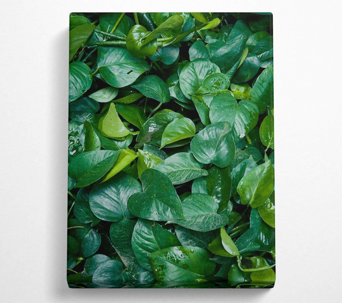  A Canvas Print of Emerald Green Leaves Canvas Print