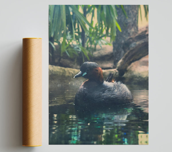 Teal Duckling'S Gaze Giclee Print