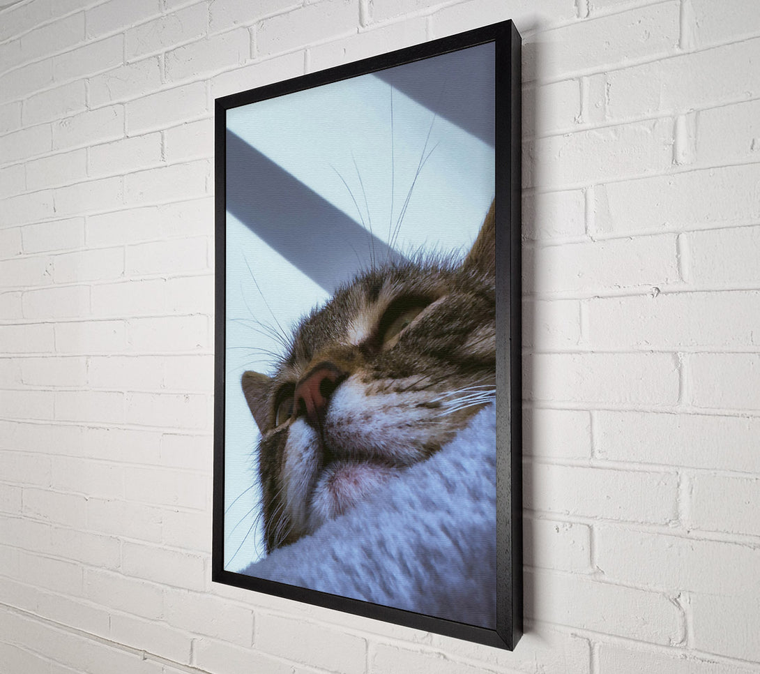  A Canvas Print of White Furred Slumber Canvas Wall Art