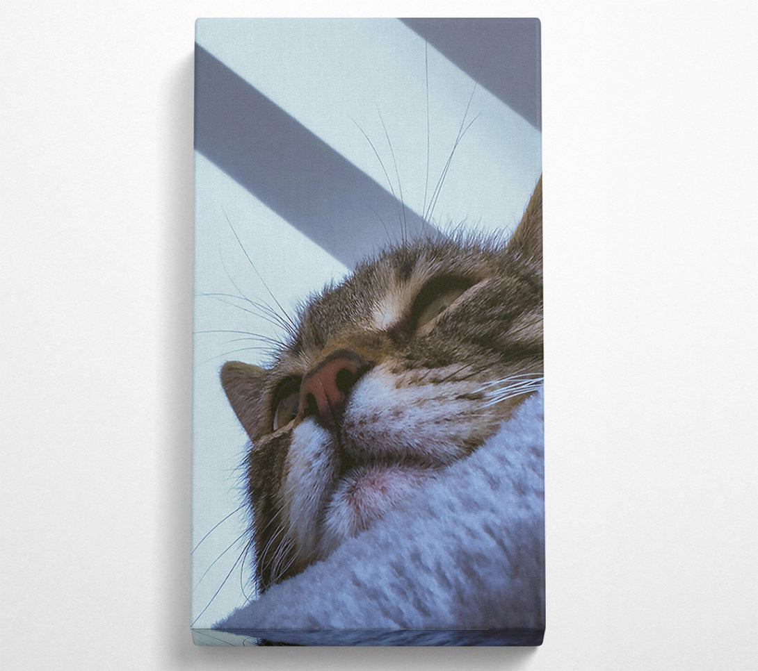  A Canvas Print of White Furred Slumber Canvas Wall Art