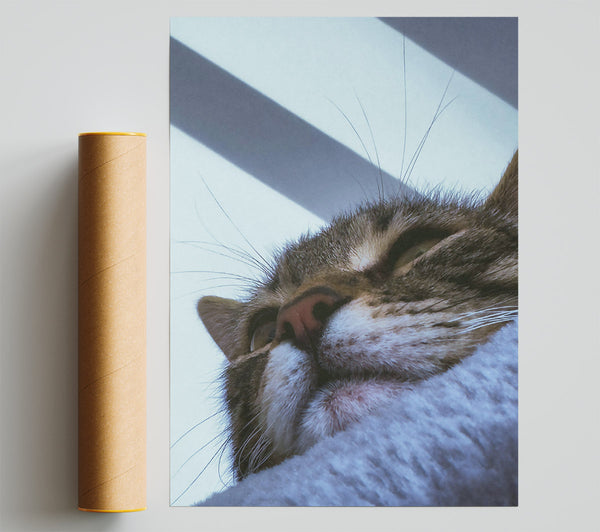 White Furred Slumber Poster
