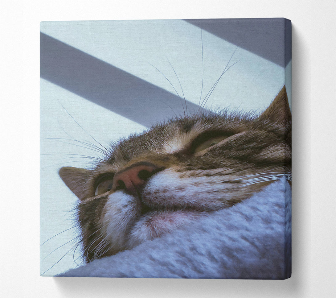  A Canvas Print of White Furred Slumber Canvas Wall Art
