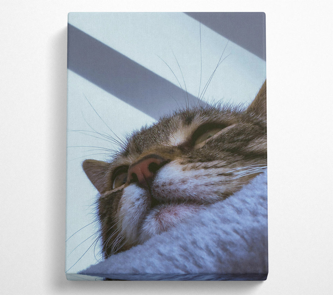  A Canvas Print of White Furred Slumber Canvas Wall Art