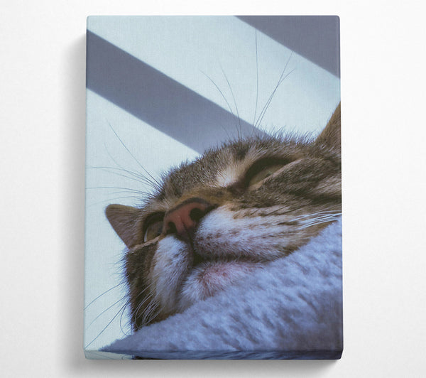  A Canvas Print of White Furred Slumber Canvas Wall Art