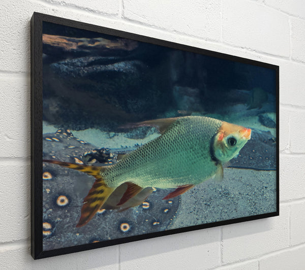 Green Fish With Yellow Tail