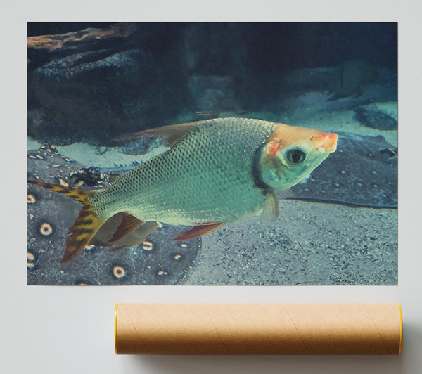 Green Fish With Yellow Tail Giclee Print