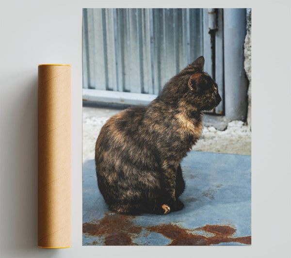 Tortoiseshell Cat On Blue Metal Print