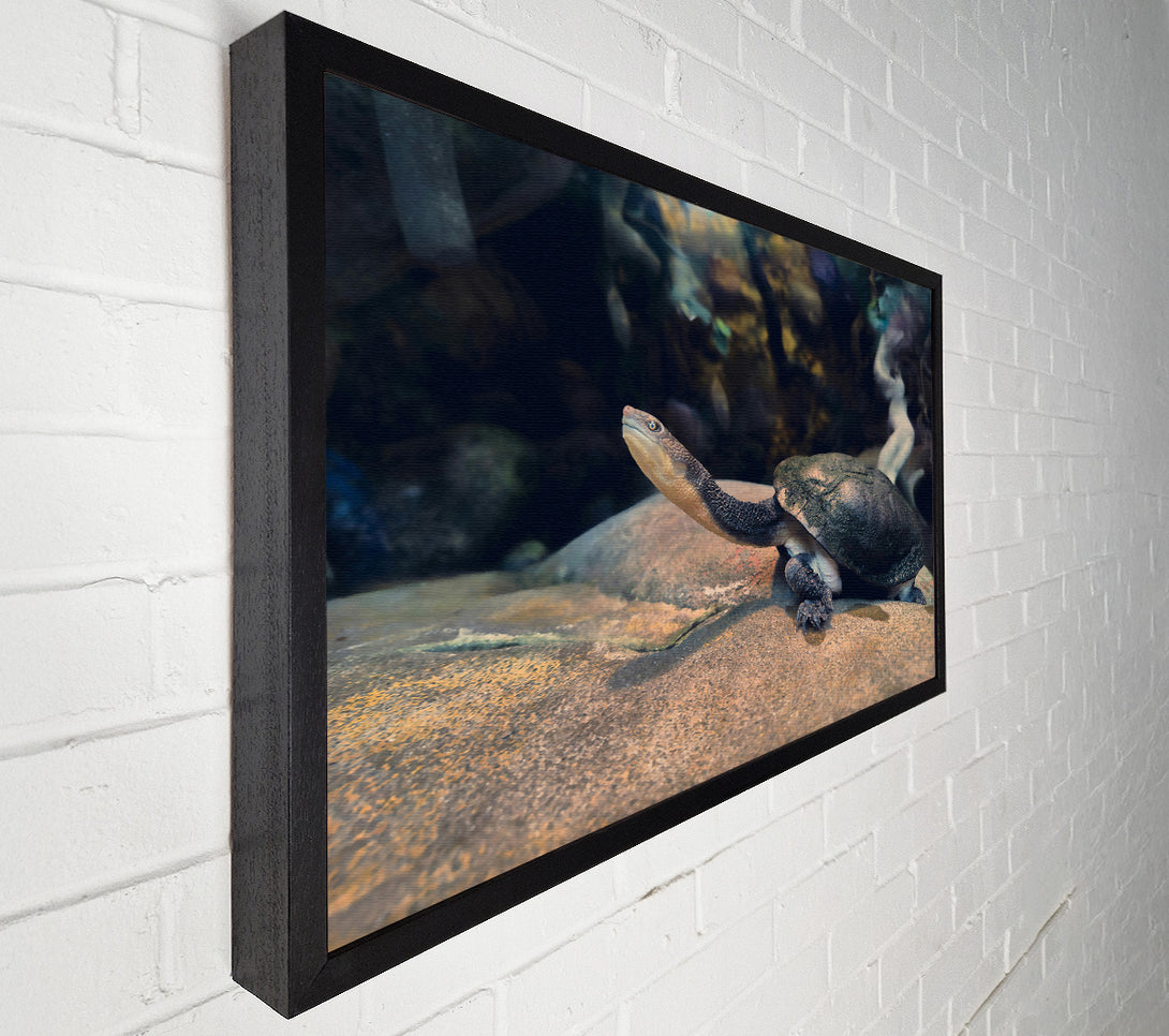  A Canvas Print of The Grey Turtle'S Gaze Canvas Art