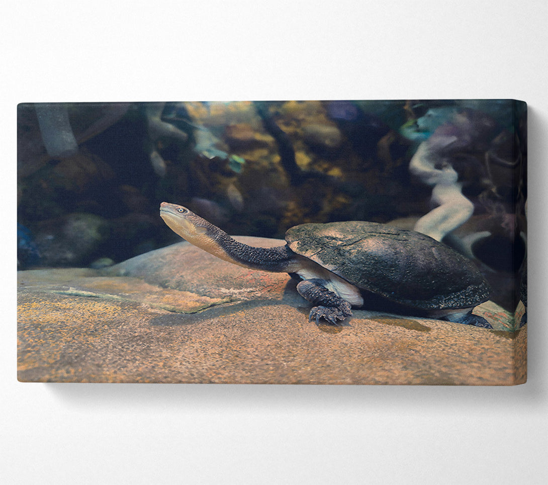  A Canvas Print of The Grey Turtle'S Gaze Canvas Art