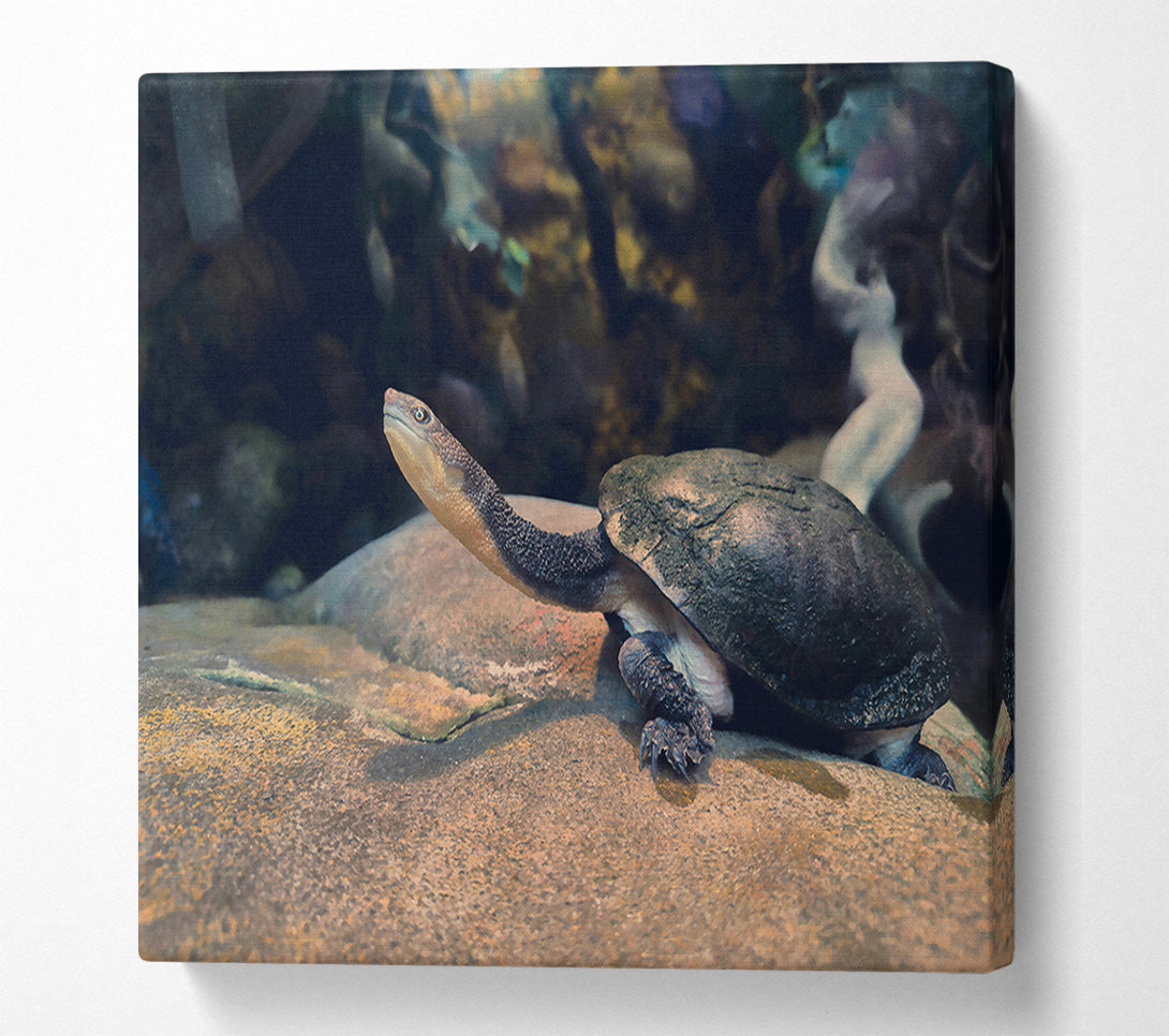  A Canvas Print of The Grey Turtle'S Gaze Canvas Art