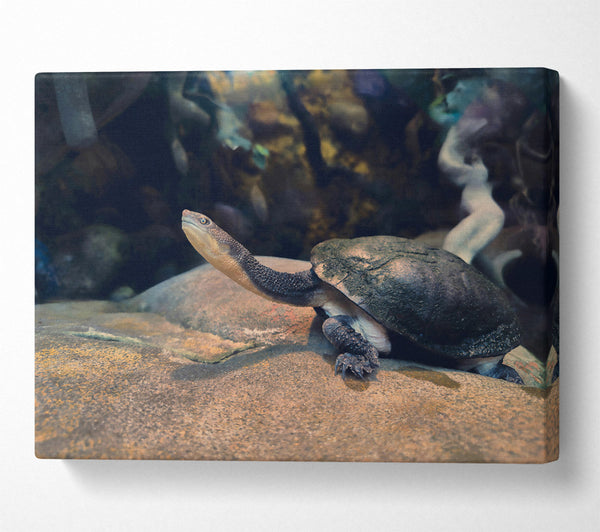  A Canvas Print of The Grey Turtle'S Gaze Canvas Art