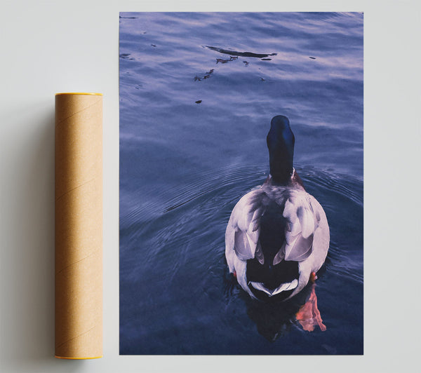 Azure Duck Dive Giclee Print