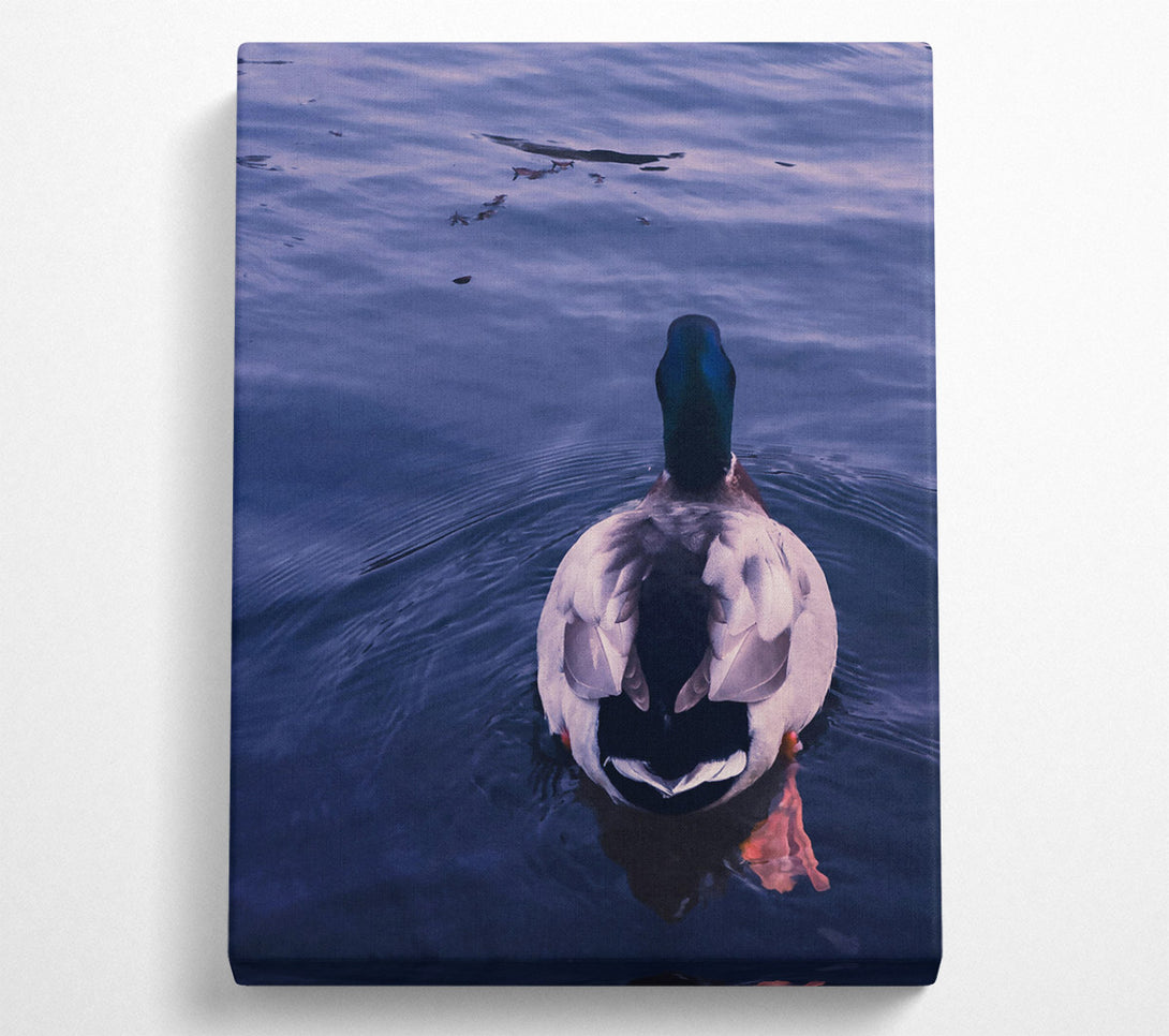  A Canvas Print of Azure Duck Dive Canvas Print