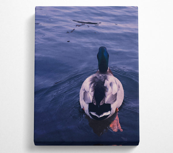  A Canvas Print of Azure Duck Dive Canvas Print