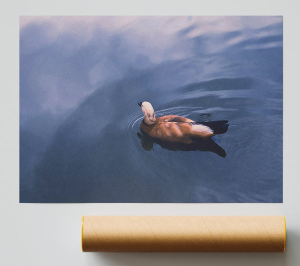 Azure Duck Serenity Giclee Print