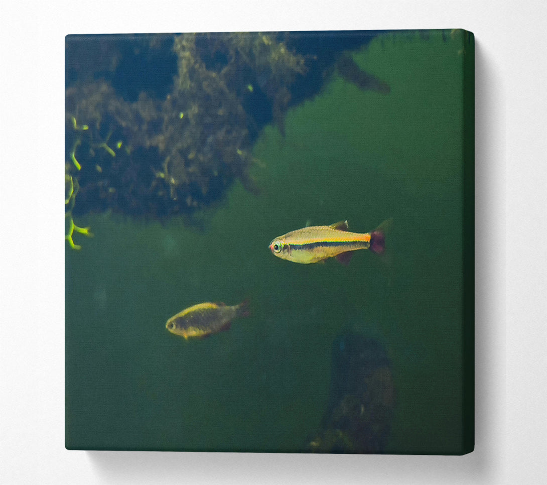  A Canvas Print of Green Water Fish Canvas Wall Art