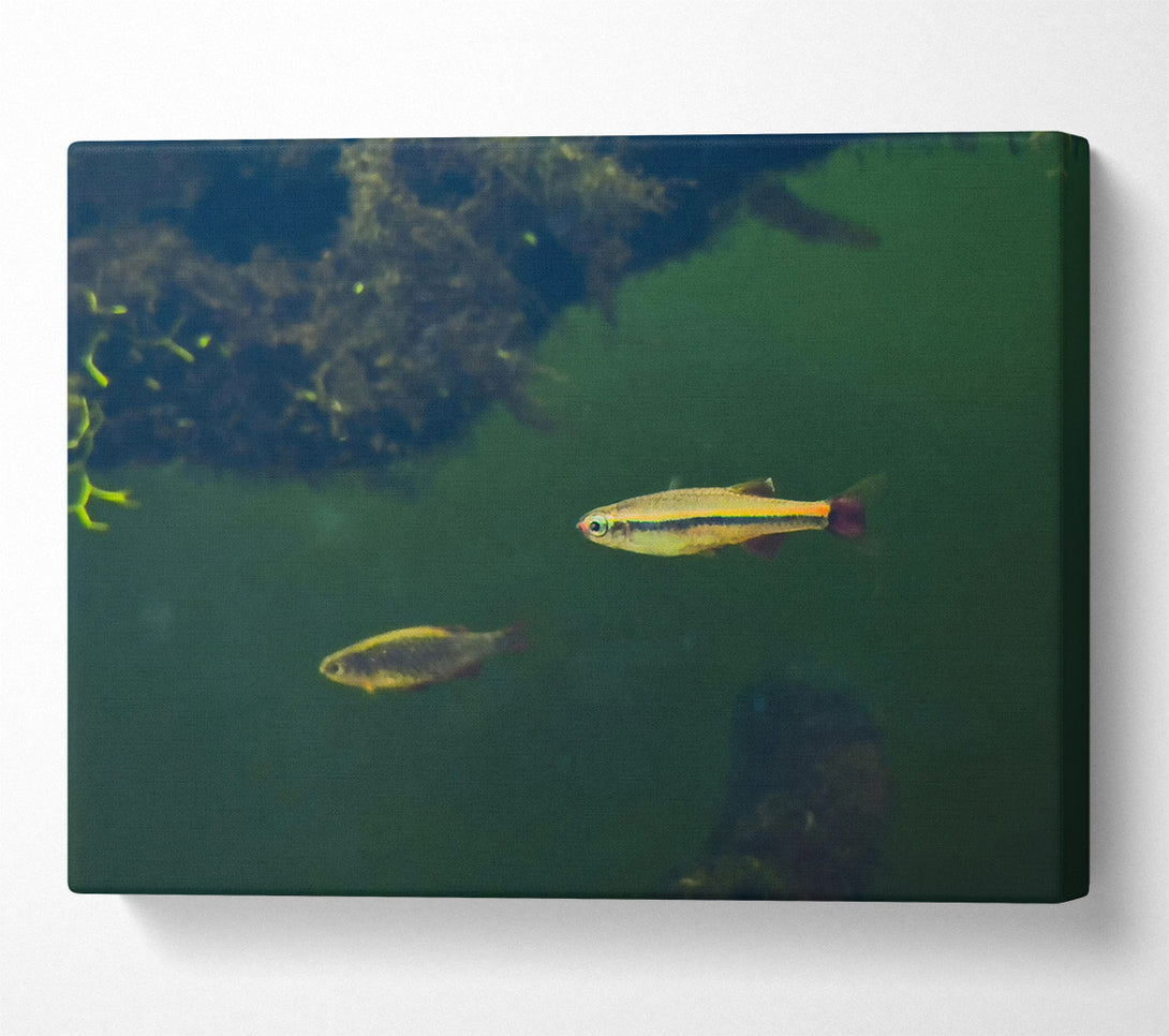  A Canvas Print of Green Water Fish Canvas Wall Art