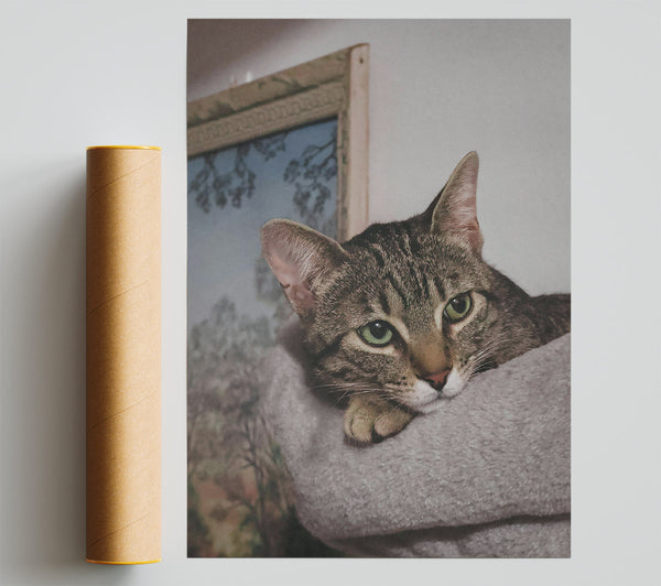Gray Cat Nap Print