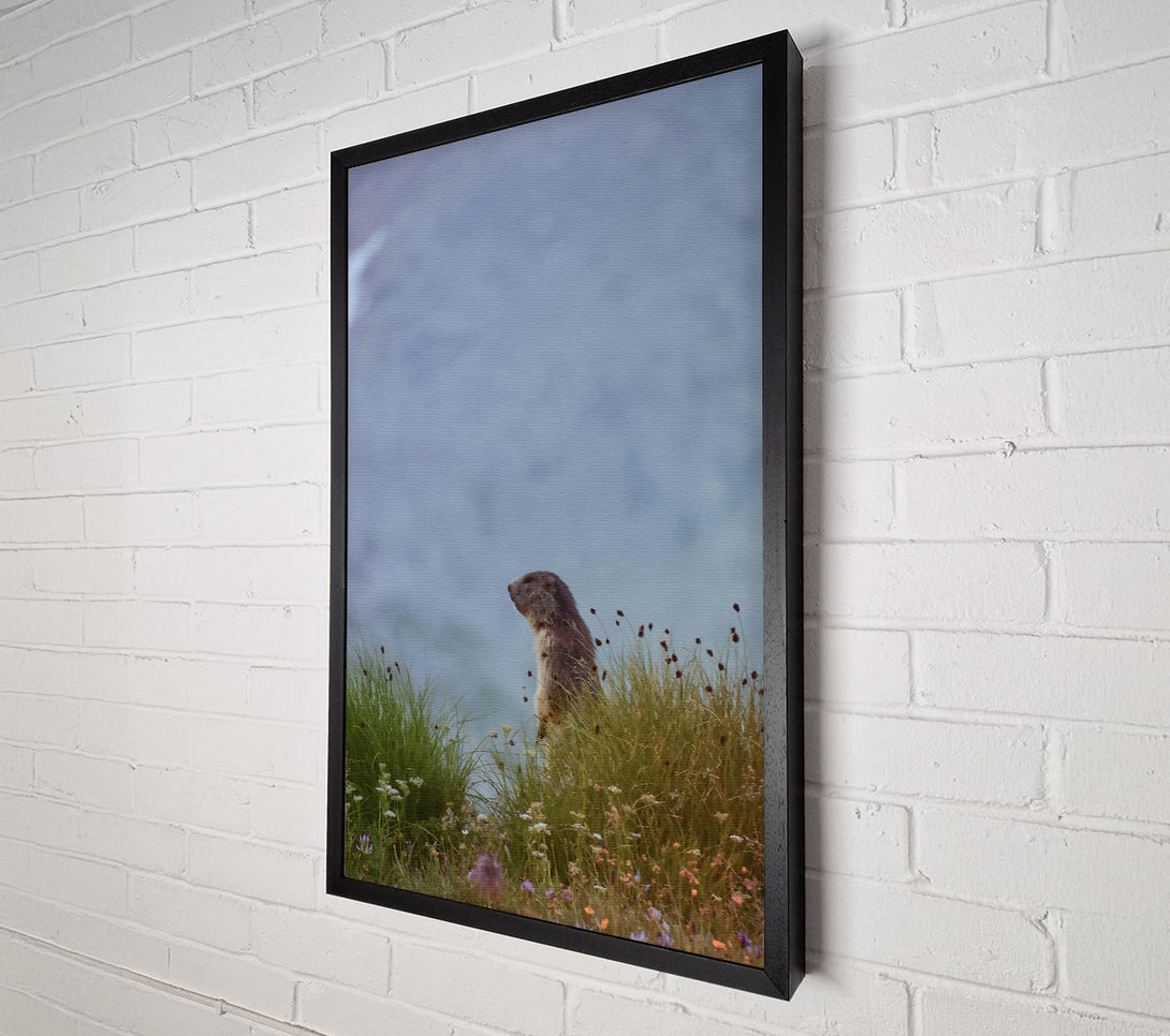  A Canvas Print of Blue Sky Marmot Canvas Wall Art