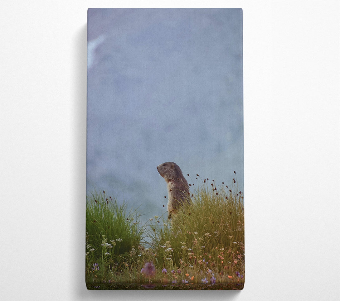  A Canvas Print of Blue Sky Marmot Canvas Wall Art