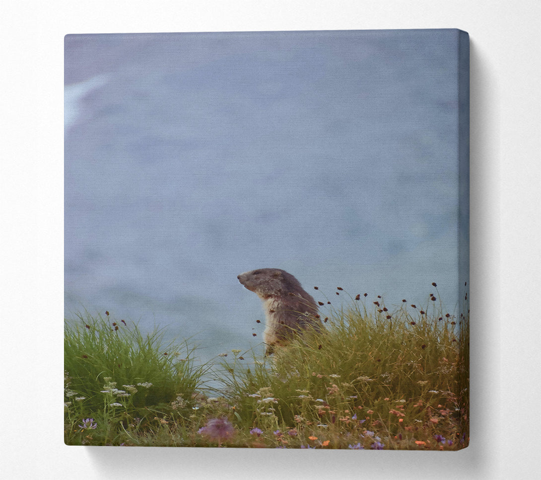  A Canvas Print of Blue Sky Marmot Canvas Wall Art
