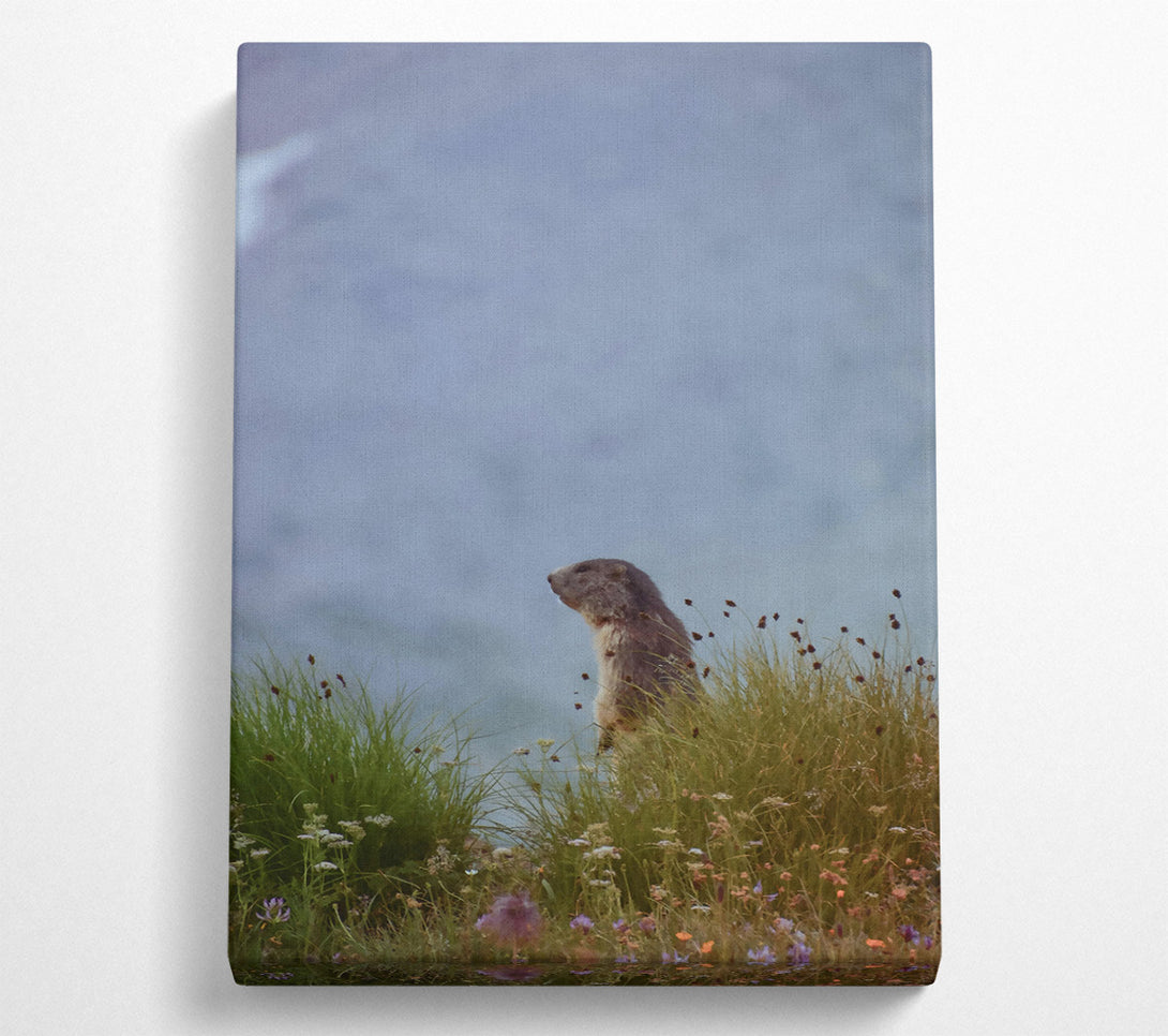  A Canvas Print of Blue Sky Marmot Canvas Wall Art
