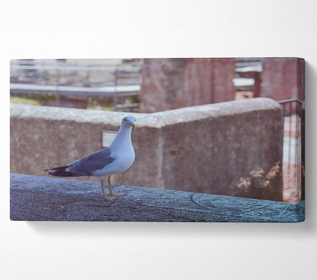  A Canvas Print of The Blue Seagull'S Gaze. Canvas Art