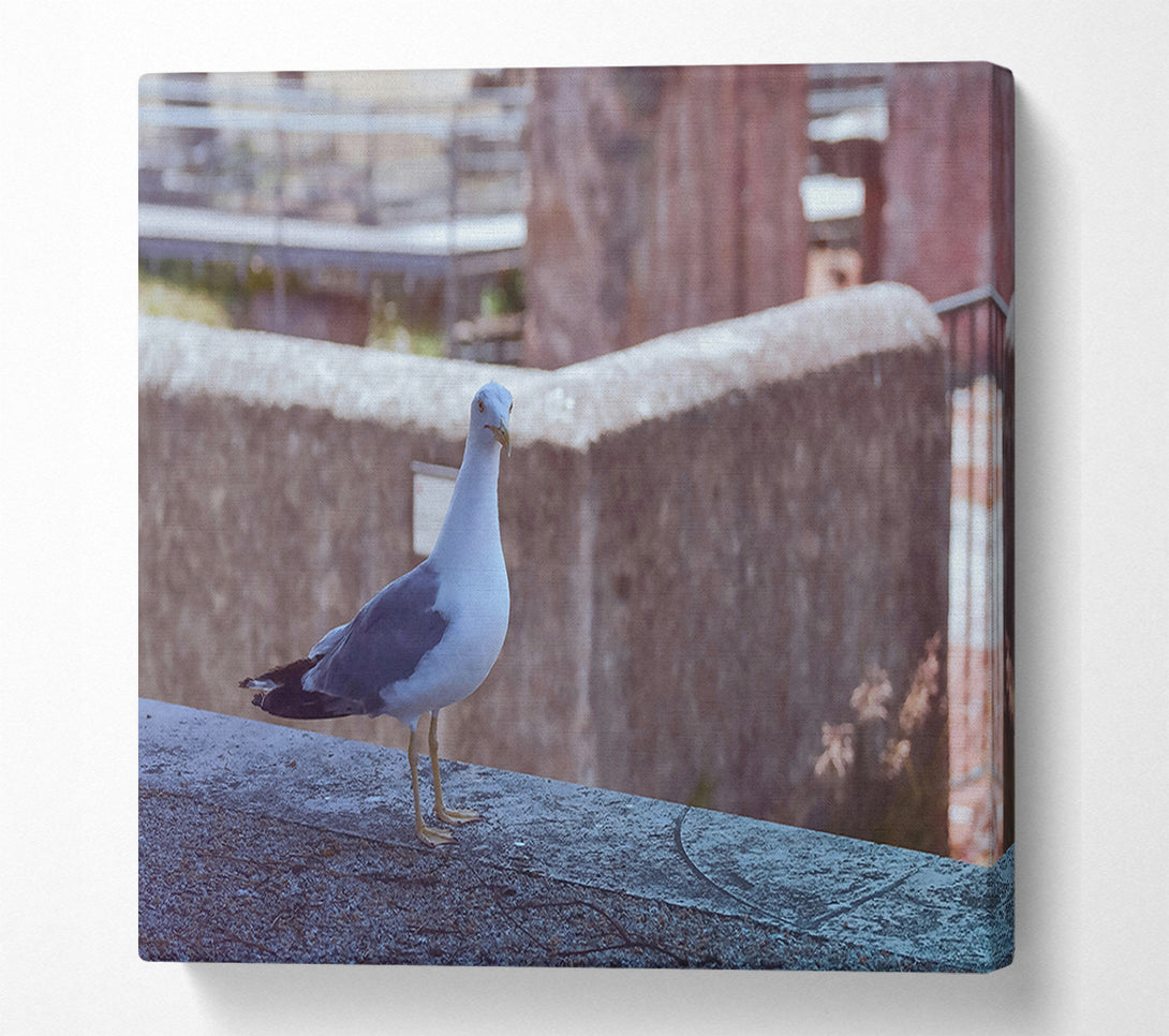  A Canvas Print of The Blue Seagull'S Gaze. Canvas Art